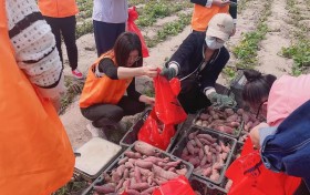 “情系乡村振兴 阳光采摘助农”——阳光人寿海南分公司开展公益助农活动