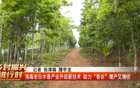 海南老白木香产业升级新技术 助力“香农”增产又增收