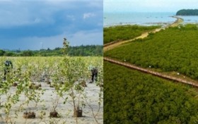 滨海生态再添新绿 各方聚力共护生物多样性 马爹利在琼粤两地同步启动红树林保护项目第三阶段工作